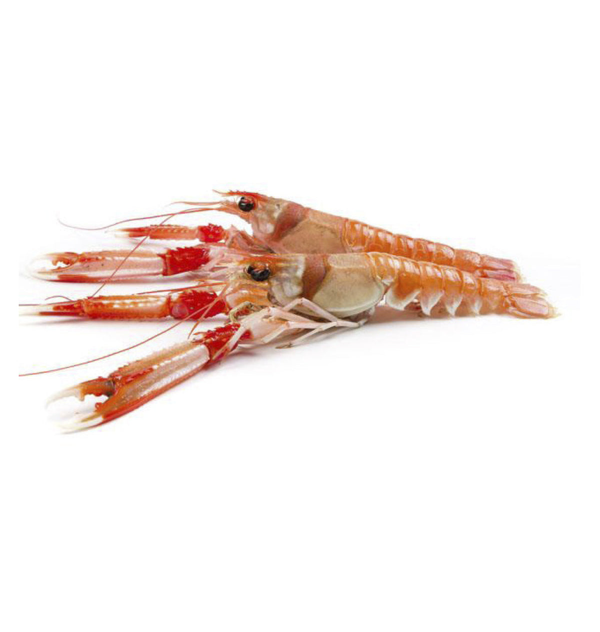 ESCAMARLA MITJA 16-20 P/Kg.
