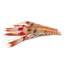 ESCAMARLA MITJA 16-20 P/Kg.
