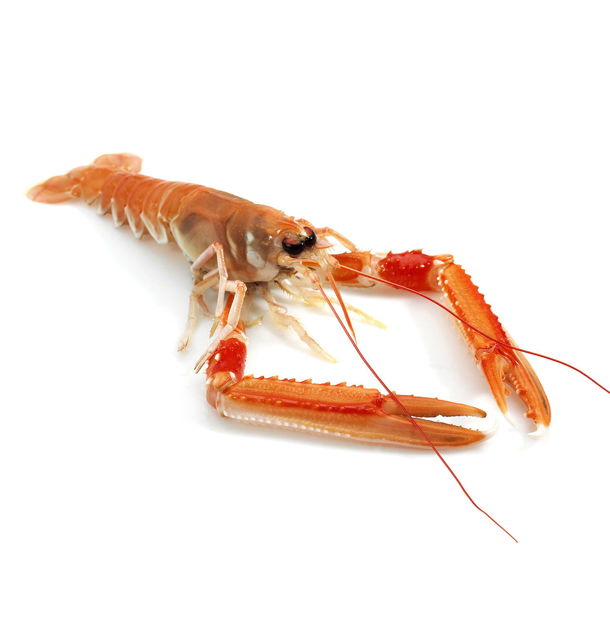 ESCAMARLA PETIT VIU P/Kg