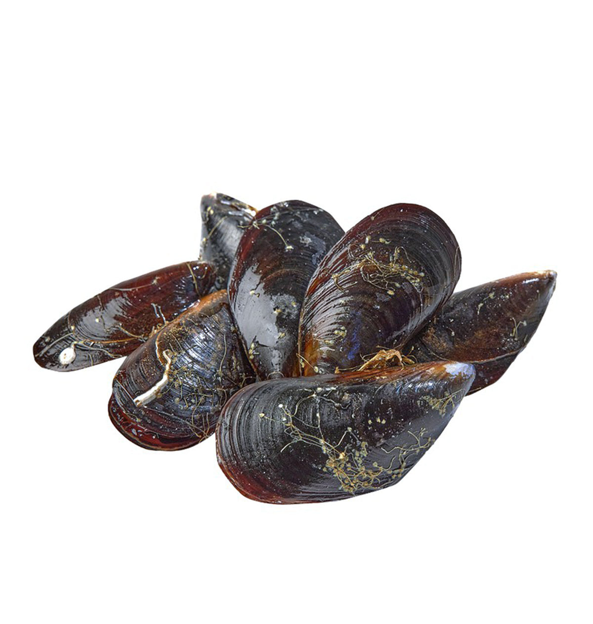 MUSCLO SUPER ESPECIAL P/KG.