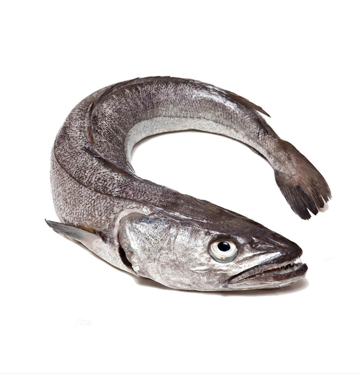 LLUÇ SENCER 2-3KG.