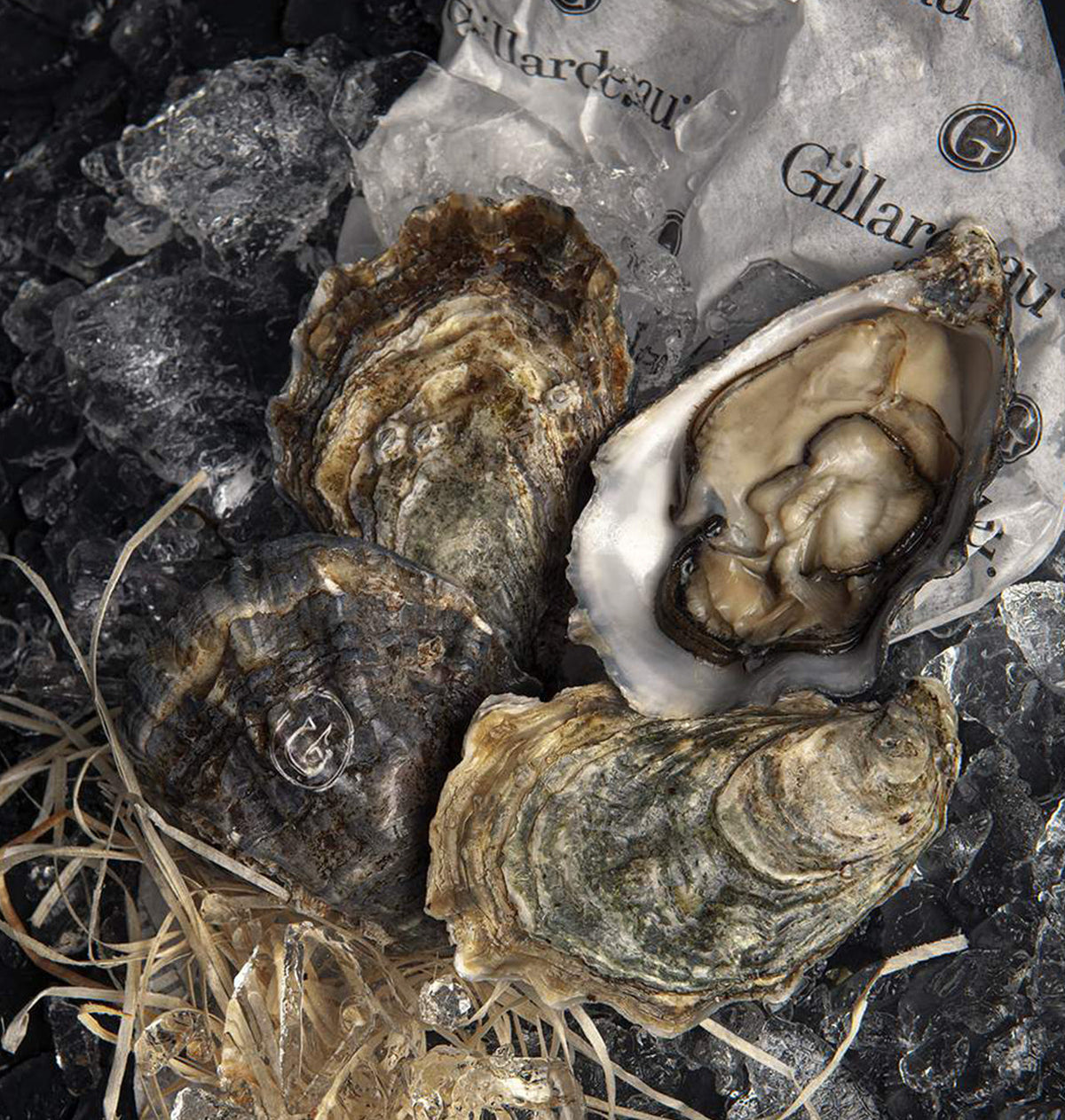 OSTRA GILLARDEAU Nº3