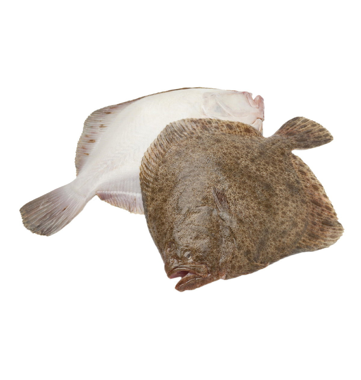 TURBOT 1-1,5Kg P/Kg