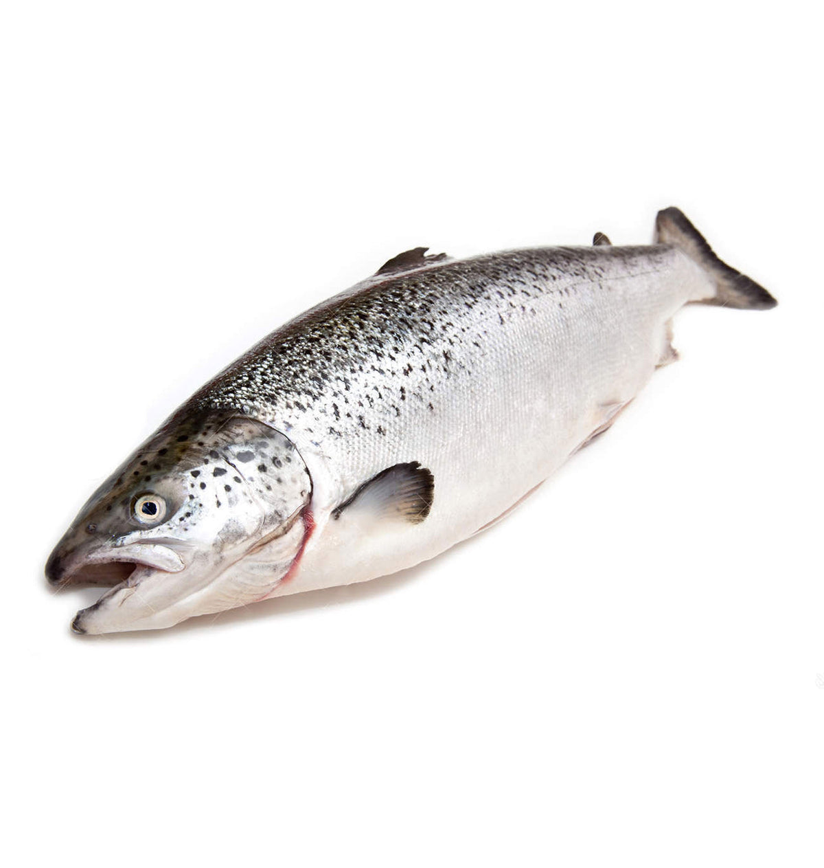 SALMÓ SENCER 2-3Kg