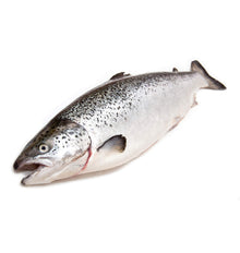 SALMÓ SENCER 2-3Kg