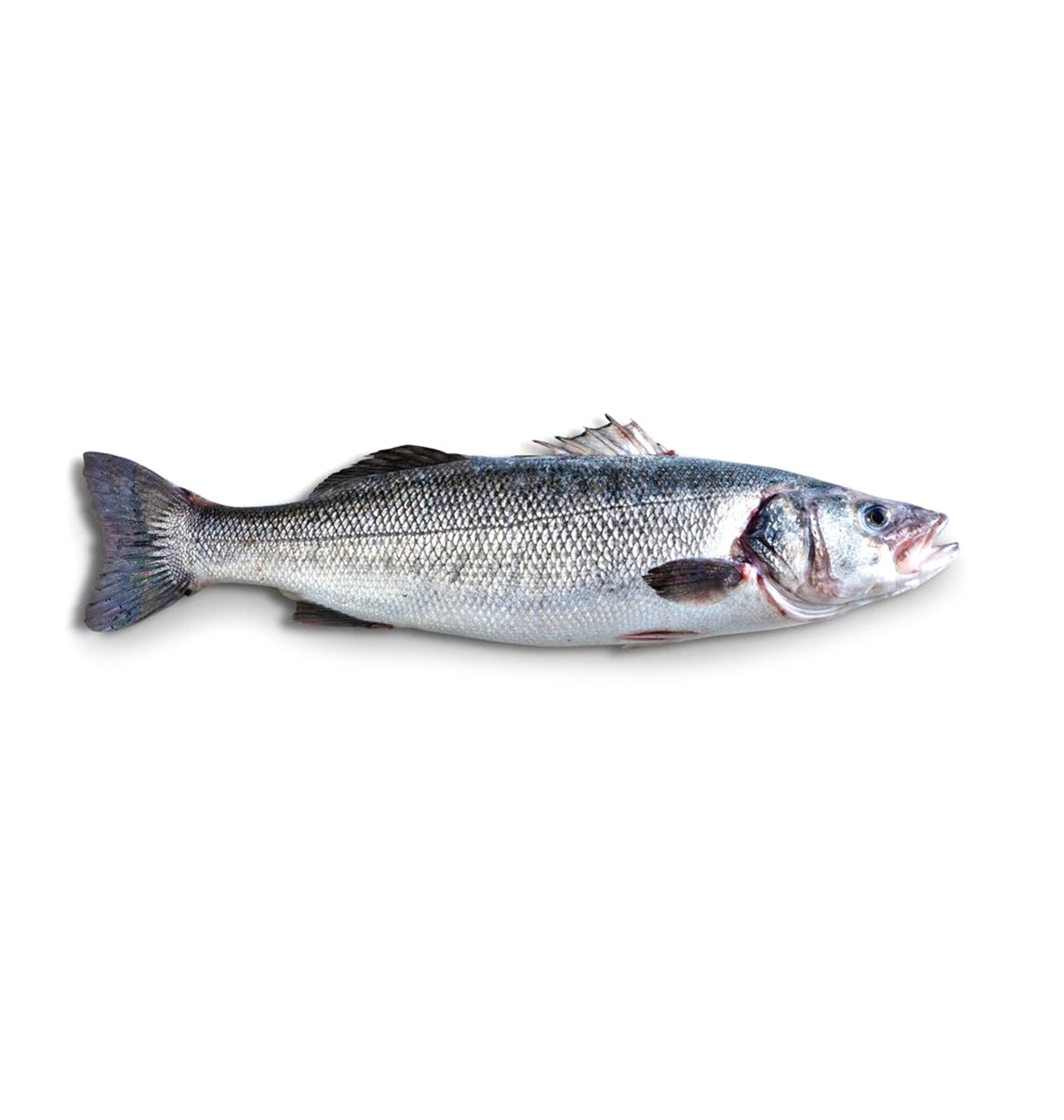 LLOBARRO DE L'ATLANTIC