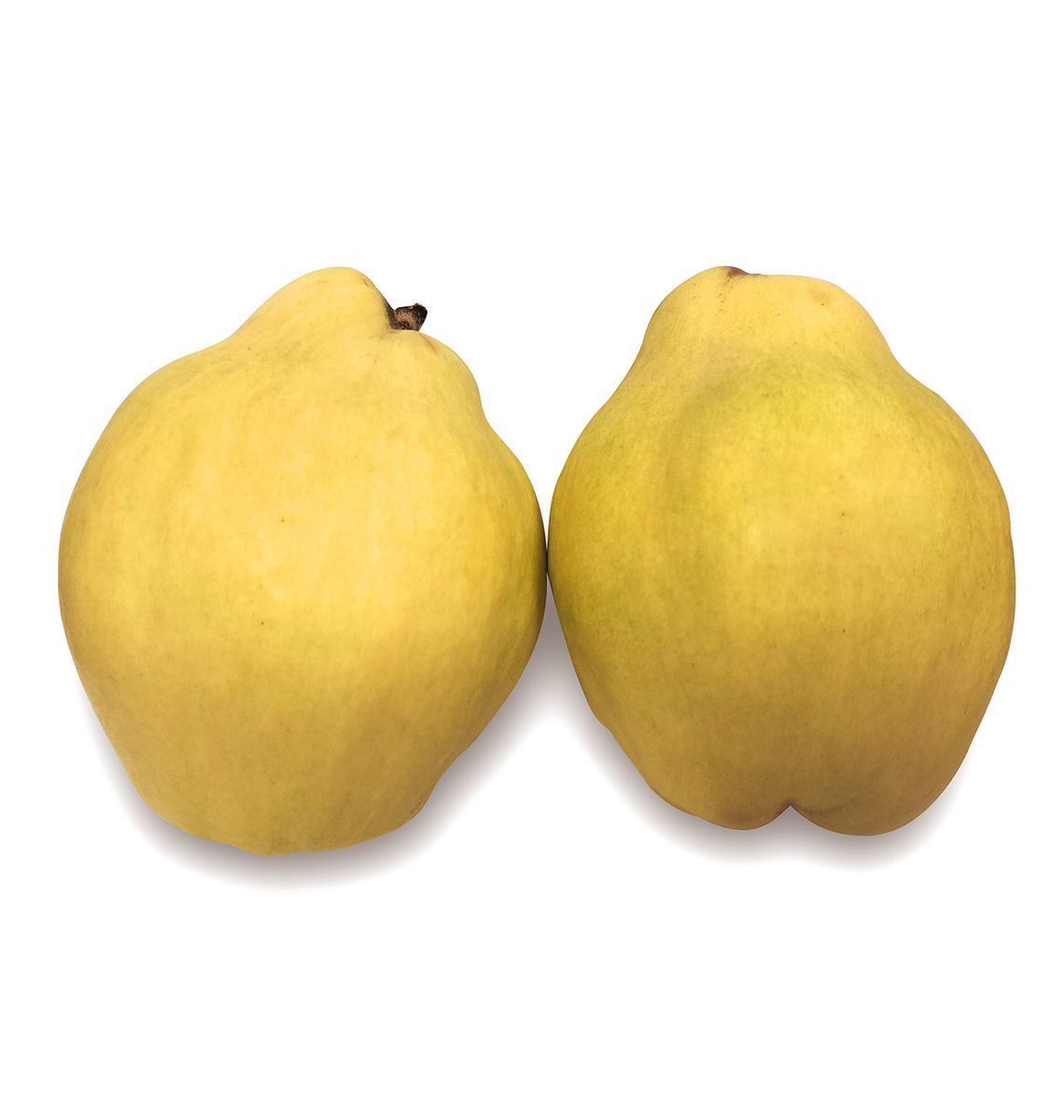 CODONY