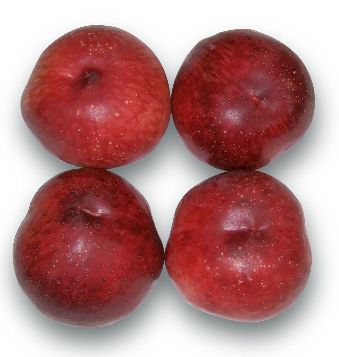 NECTARINA