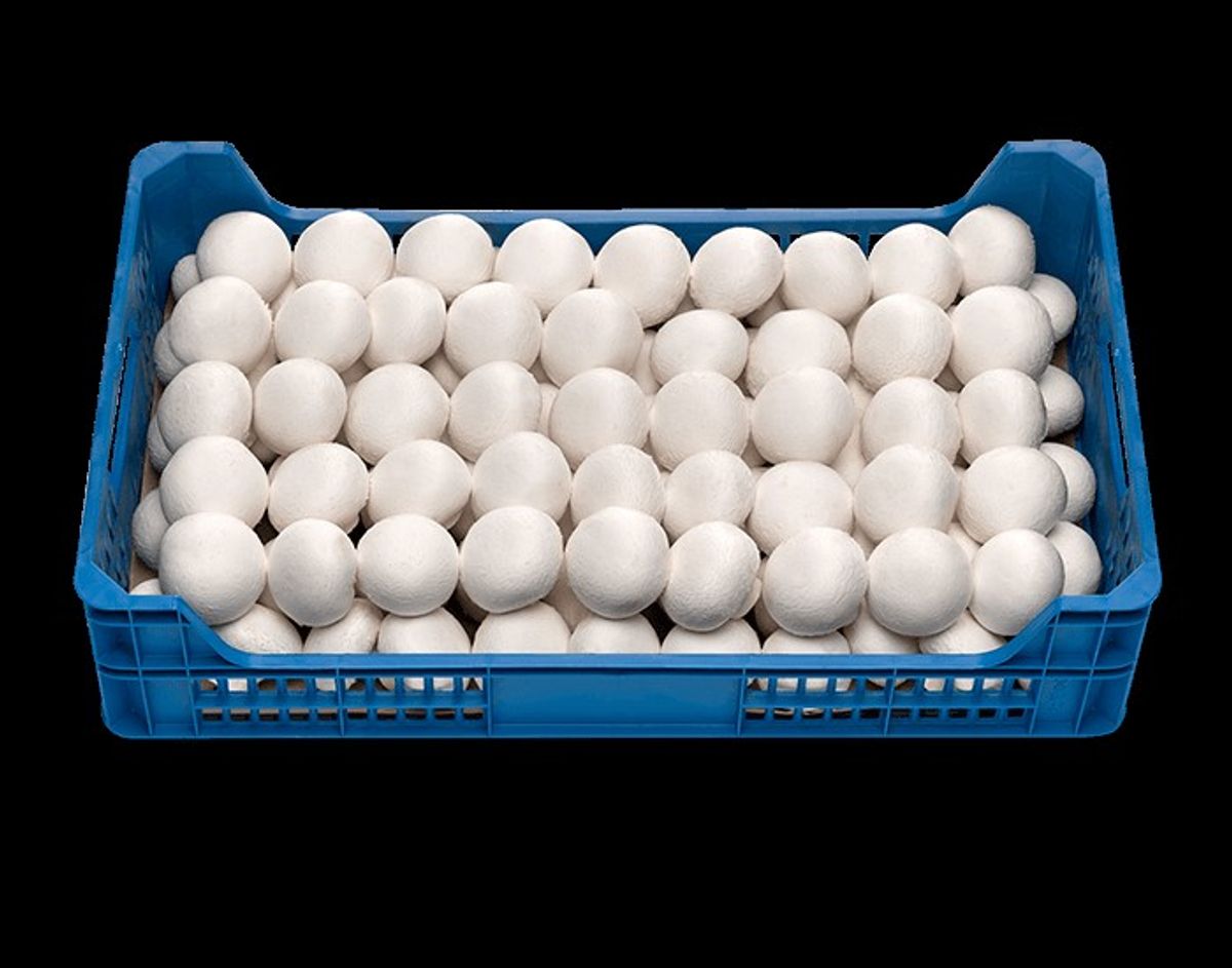 XAMPINYO GRANEL P/Kg
