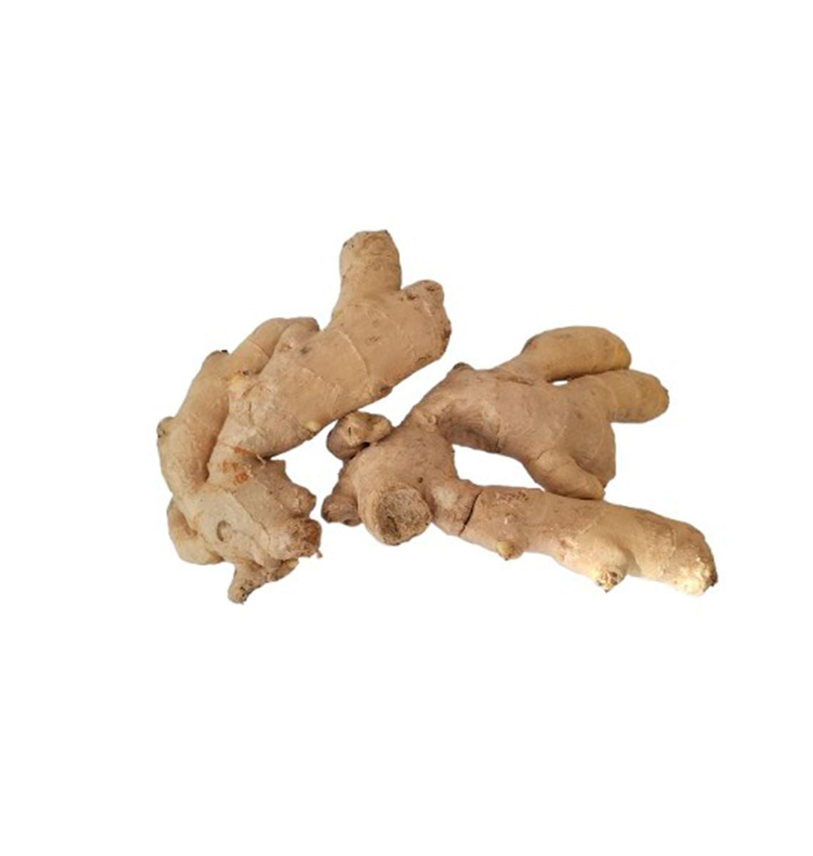 GINGEBRE P/Kg