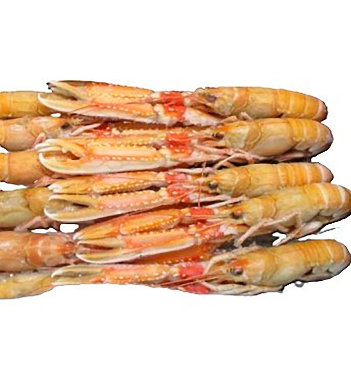 ESCAMARLA Nº0 ESPECIAL 8/10pc